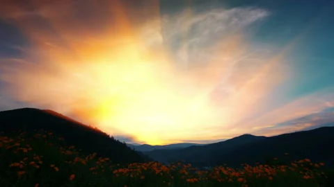 4K blooming sunflowers at sunset Stock Footage 85882956