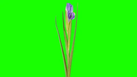 4K. Blooming violet Iris flower buds green screen, Ultra HD. (Iris), timelaps Stock Footage 108396077