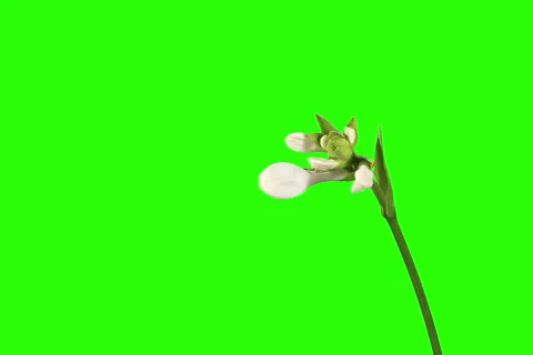 4K. Blooming white hosta flower buds green screen, FULL HD. Stock Footage 41386320