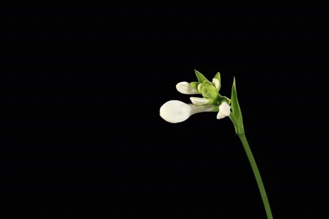 4K. Blooming white hosta flower buds ALPHA matte, FULL HD Stock Footage 41386324