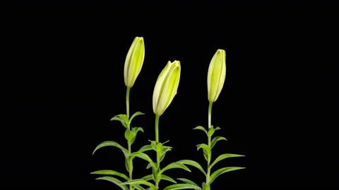 4K. Blooming white lily flower buds ALPHA matte, Ultra HD. timelapse, 4096x23 Stock Footage 113688042