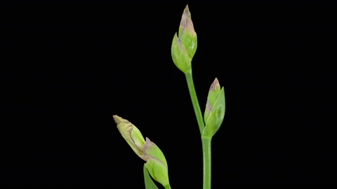 4K. Blooming yellow Iris flower buds ALPHA matte, Ultra HD. (Iris), timelapse Stock Footage 108399643