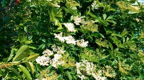 4K Blossom Elder Bush Stock Footage 50235521
