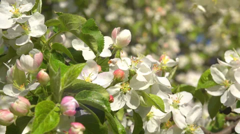 4k blossoming apple-tree Stock Footage 38207474