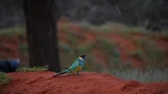 4K Blue Budgie Of Australia, Australian Ringneck (Barnardius Zonarius) Eating Stock Footage