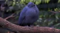 4k Blue Coia bird close up on tree branch 4k or 4k+ Resolution