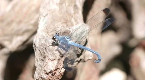 4k blue dragonfly close up 動画素材 63490177