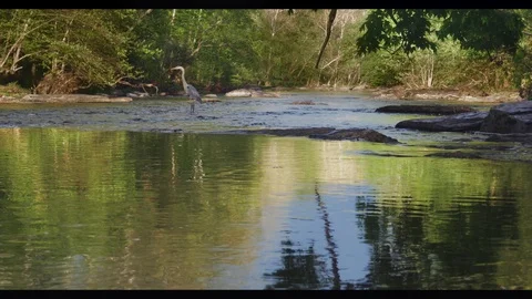 4K Blue Heron Tracking Shot Standing In Evening Stream Flying Away 動画素材 104269628