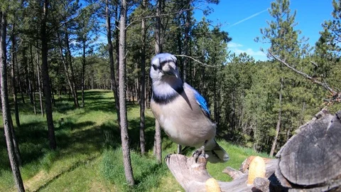 4K Blue Jay Close Up Landing &amp; Departure Stock Footage 111782165