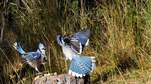 4K Blue Jay Fledgling Begs from it's Mom in real time Stock Footage 111779740