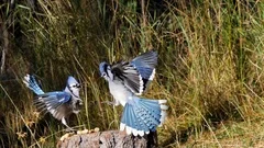 Photograph, Blue Jay fledgling begs for food