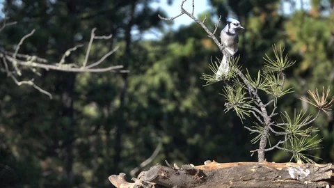 4K Blue Jay flies on and off a branch Stock Footage 111794389