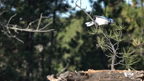 4K Blue Jay flies on and off a branch in slow motion Stock Footage 111794469