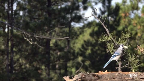 4K Blue Jay flies in, lands, grabs nut &amp; flies off Stock Footage 111794834