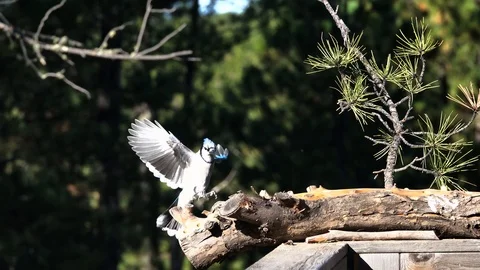 4K Blue Jay flies in from the side in slow motion Stock Footage 111794332