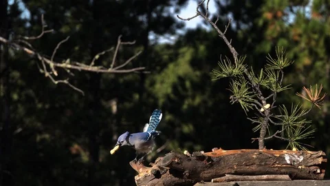 4K Blue Jay lands on a log, takes a peanut and drops down Stock Footage 111794247