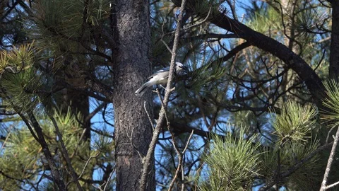 4k Blue Jay in a pine tree dives down Stock Footage 111795095