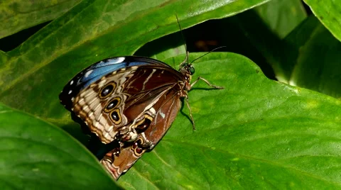 4K Blue Morpho Butterfly folding opening up its wings on leaf Stock Footage 50852293