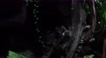 4k Blue poison dart frogs 4k or 4k+ Resolution