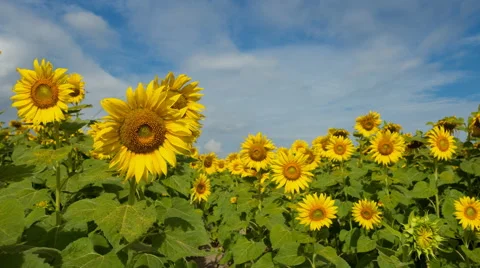 4K blue sky with cloud on sunflower field time lapse 库存影片 58716907