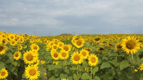 4K blue sky with cloud on sunflower field time lapse Vídeo Stock 58718079