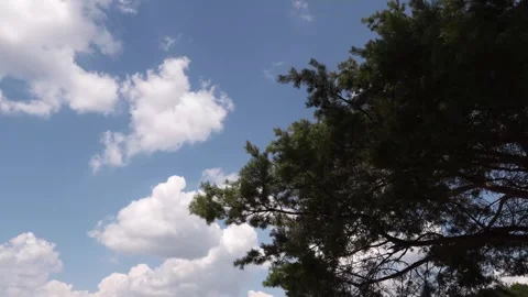 4K Blue Sky Cumulus Clouds Drifting Over Swaying Pine Tree Branch Gentle Br.. Stock Footage 340117969