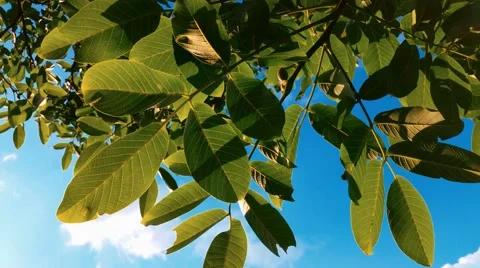 4K Blue Sky, Nut-tree Leaves, Sunshine Stock Footage 50382945