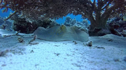 4K Blue Spotted Ray Under Coral Shade in Ras Mohammed Stock Footage 330693490