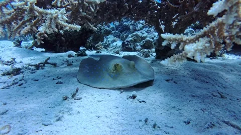 4K Blue Spotted Stingray hiding in Coral Shade Stock Footage 330688036