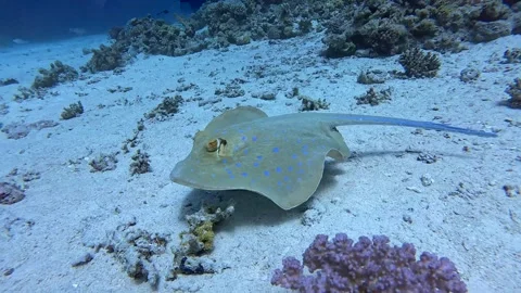 4K Blue Spotted Stingray Swimming Over Sandy Seabed Vídeos de archivo 330693553