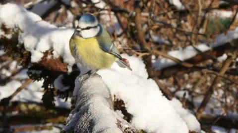 4K Blue Tit in winter / snow scratching. Funny Video stock 148013749