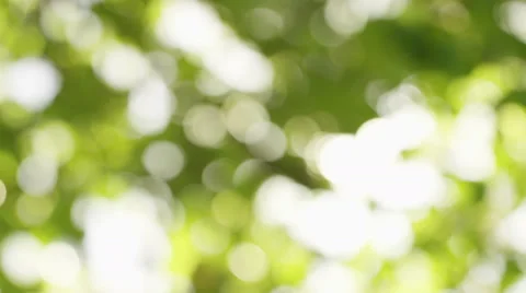 4K Blurred leaves background as sun flares through, shot on Red Epic Dragon Stock-Footage 55081849