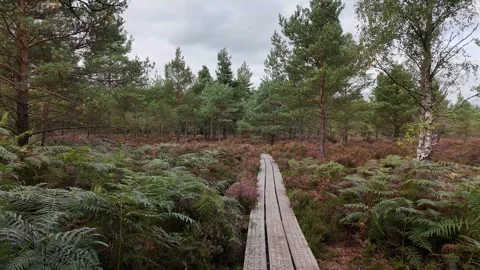 4K Boardwalk Trail at Abbeyleix Bog Project Stock Footage 333412325