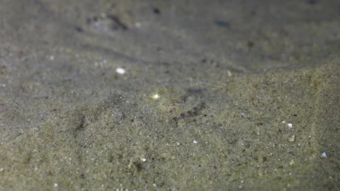 4K bobtail squid burrowing under the side off the UK coast 스톡 동영상 296167949
