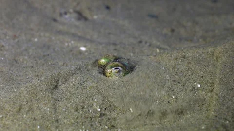 4K bobtail squid burrowing under the sand off the UK coast 動画素材 296168326