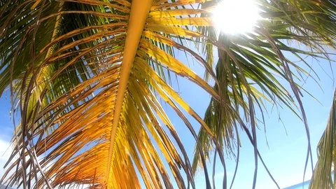 4K Boracay Palm Trees 1 Video stock 124270301