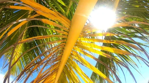 4K Boracay Palm Trees 2 Video stock 124270985