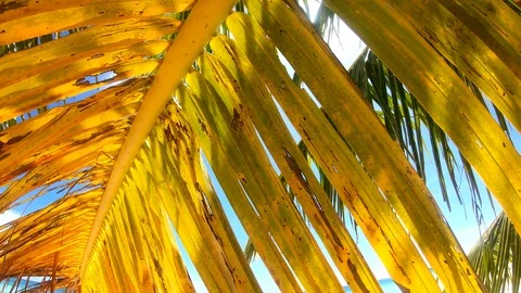 4K Boracay Palm Trees 3 Video stock 124270954