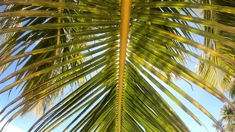 4K Boracay Palm Trees 4 Video stock 124271714