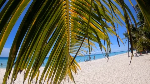 4K Boracay Palm Trees 5 Video stock 124271645