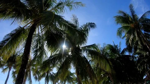 4K Boracay Palm Trees 6 Video stock 124270742