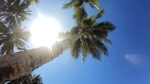 4K Boracay Palm Trees 7 Video stock 124272349