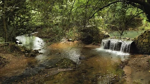 4k Botanic Park views of different types of greenpeace nature, plants, green Stock Footage 92878074