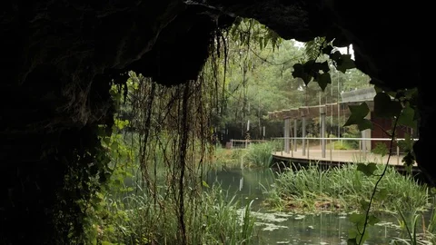 4k Botanic Park views of different types of greenpeace nature, plants, green Stock Footage 92878281