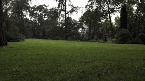 4k Botanic Park views of different types of greenpeace nature, plants, green Stock Footage 92880050