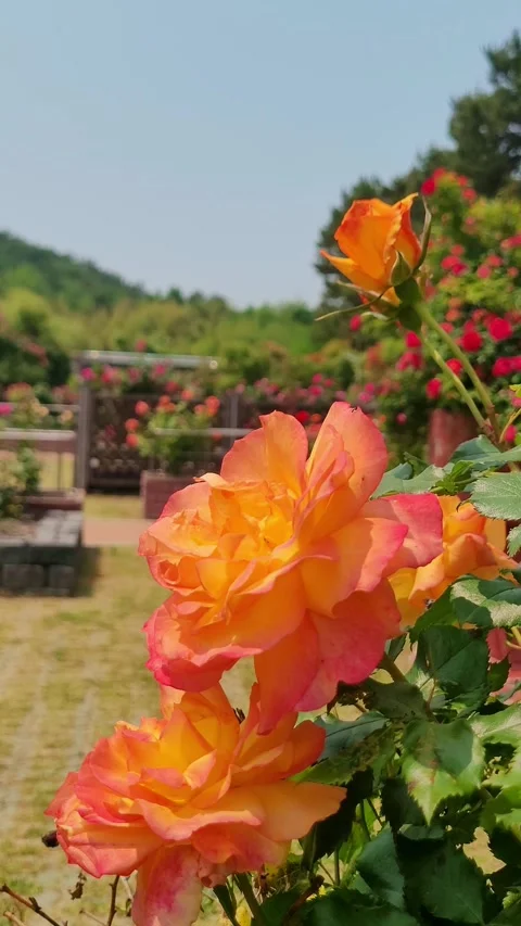 4K Botanical Rose Garden Pan Portrait Stock Footage 330200098