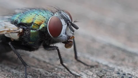 4K Bottlefly making digestive enzyme spit bubble, Extreme close up Vídeo Stock 87555013