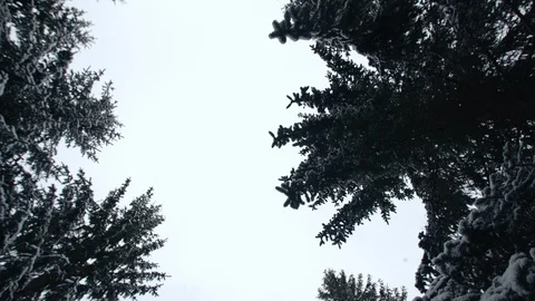 4k bottom up view at fir branches at snow, Ukraine Stock Footage 129632228
