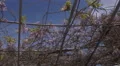 4k Bougainvillea plant construction pan spring season Lagos Portugal 4k or 4k+ Resolution