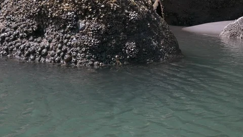 4K Boulder Covered in Barnacles Blue Water Ripples in Wind Pacific Northwest Video stock 109038738